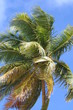 palmier, vent