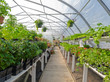 Inside commercial greenhouse with bedding plants Inside commercial greenhouse with bedding plants