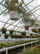 Inside commercial greenhouse with bedding plants