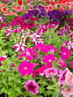 Multi-colored blooming petunias background Multi-colored blooming petunias background