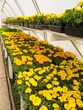 Inside commercial greenhouse with blooming marigold