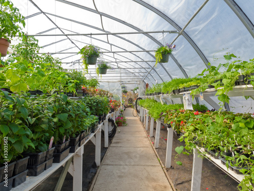 Photo : Inside commercial greenhouse with bedding plants Inside commercial greenhouse with bedding plants