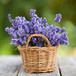 Lavendel