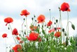 ����: poppy � HR #33038243