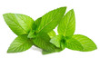 Fresh green mint isolated on white