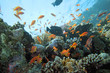 Coral scene on the reef