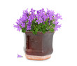 Purple flowers in pot