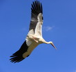 Cigogne