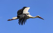 Cigogne
