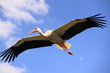 Cigogne