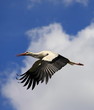 Cigogne