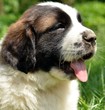 saint bernard chiot