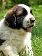 saint bernard chiot