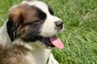 swisse chien chiot