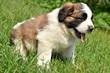 saint bernard chiot