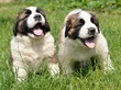 saint bernard