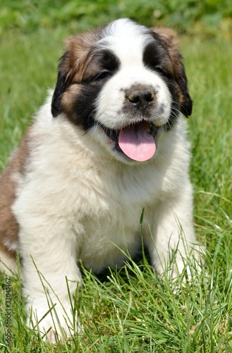 Photo : saint bernard chiot saint bernard chiot
