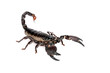 Emporer Scorpion (Pandinus imperator) Emporer Scorpion (Pandinus imperator)