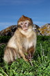 Foto: Berberaffen (Macaca sylvanus) - Gibraltar Berberaffen (Macaca sylvanus) - Gibraltar