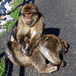 Foto: Berberaffen (Macaca sylvanus) - Gibraltar - Fellpflege Berberaffen (Macaca sylvanus) - Gibraltar - Fellpflege