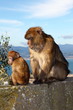 Foto: Berberaffen (Macaca sylvanus) - Gnerationenkonflikt Berberaffen (Macaca sylvanus) - Gnerationenkonflikt