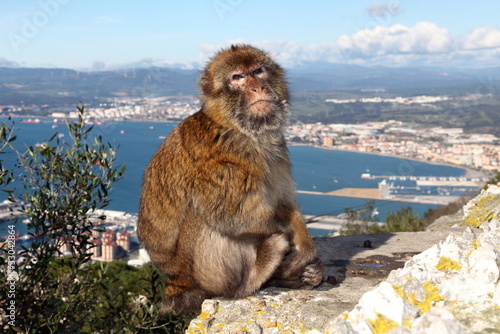 Foto: Berberaffen (Macaca sylvanus) - Gibraltar Berberaffen (Macaca sylvanus) - Gibraltar
