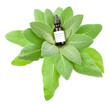 Verbascum Thapsus homeopathic medicine