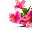 Pink flower