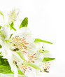 white flowers