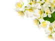 white flowers