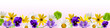 Border flower