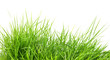 fresh spring green grass i fresh spring green grass i
