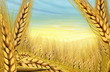 Злаки