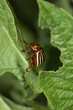 Colorado Beetle