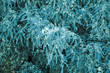 spring background