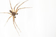 Spinne