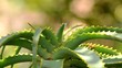 Video: aloe vera aloe vera