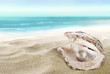 Shell with a pearl