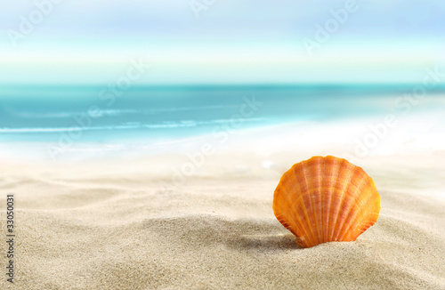 Photo: Shell on the beach Shell on the beach