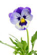 Pansy Violet with Green Leaves on White Background