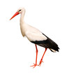 Great white stork