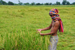 Farmers are planting rice in the farm. Farmers are planting rice in the farm.