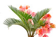 sago palm and Bougainvillea