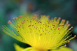 Sommité florale de Millepertuis