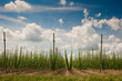 Hopfenfeld 01 Hopfenfeld 01