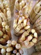 Spargel - Asparagus