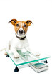 Dog on scale