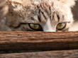 猫の目