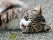 カメラ目線の猫