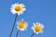 blumen
